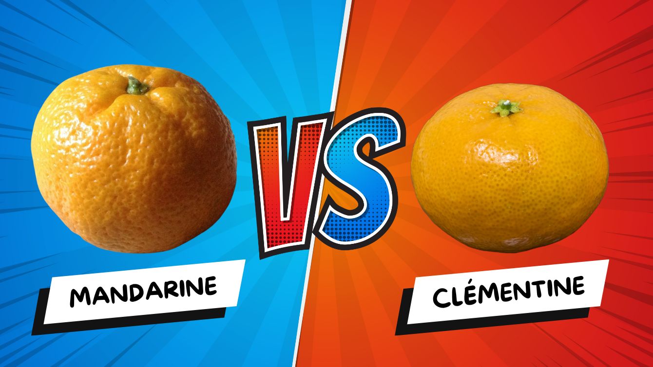 Mandarine VS Clémentine