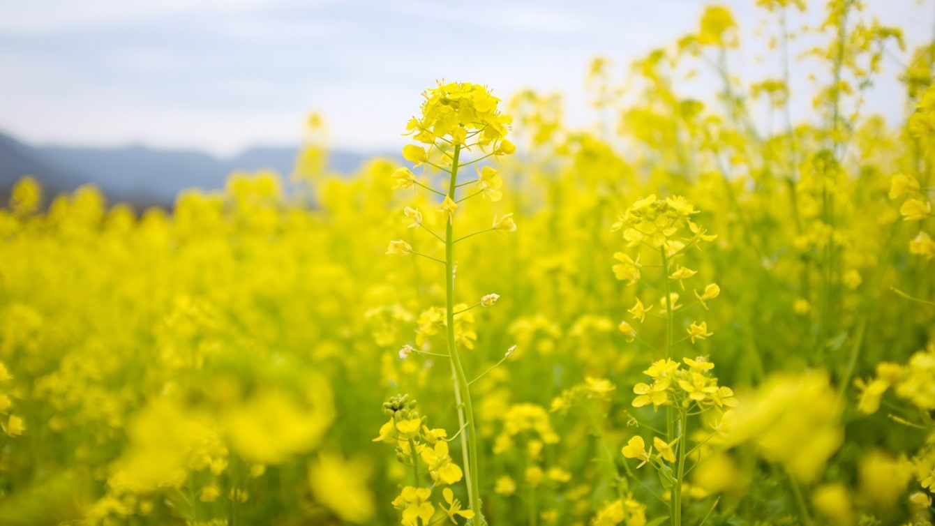 yellow flower field during daytime