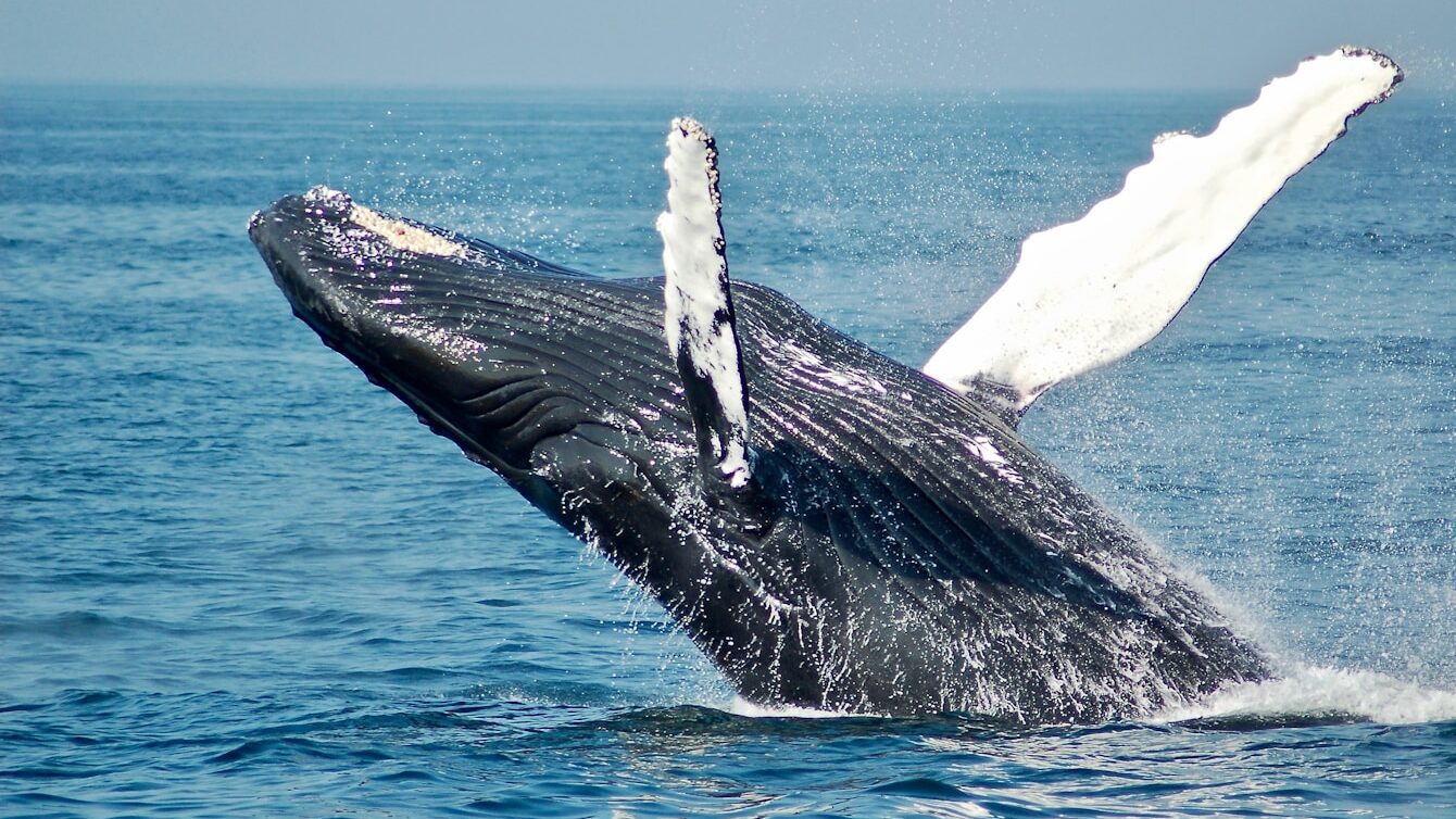 blue whale on sea